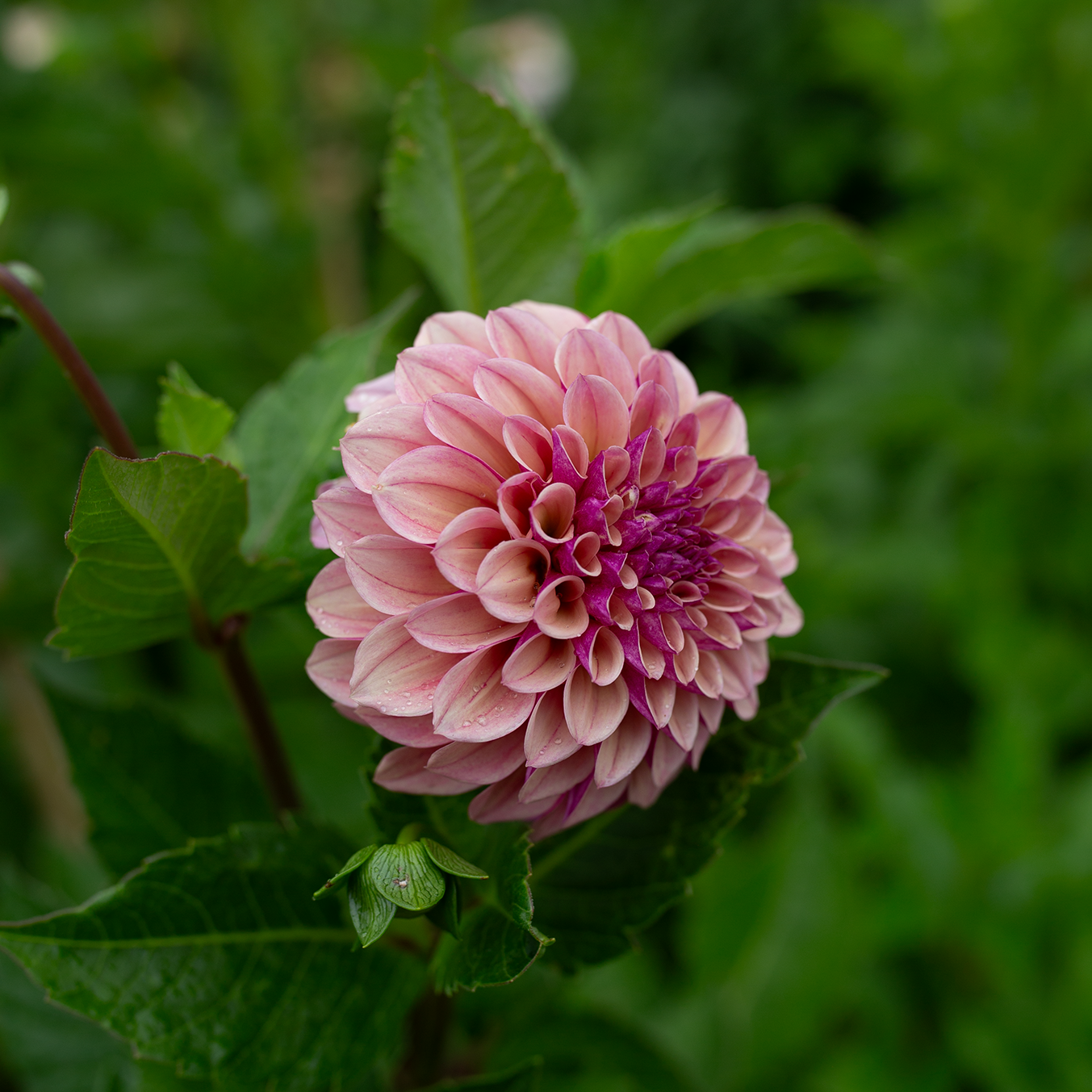 Dahlia 'Jun's Smokey Mauve'
