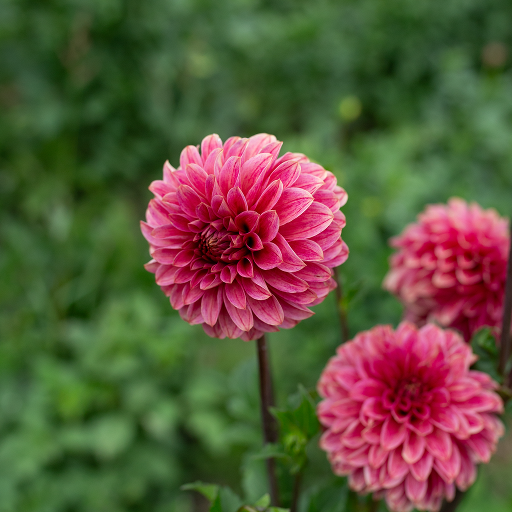 Dahlia 'Rosie Jo'