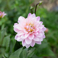 Dahlia 'Karma Prospero'
