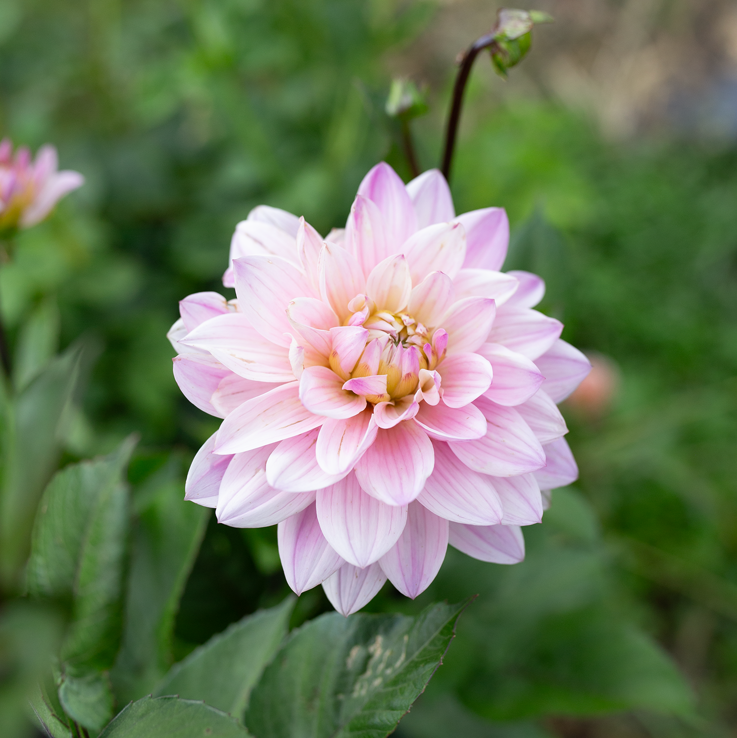 Dahlia 'Karma Prospero'