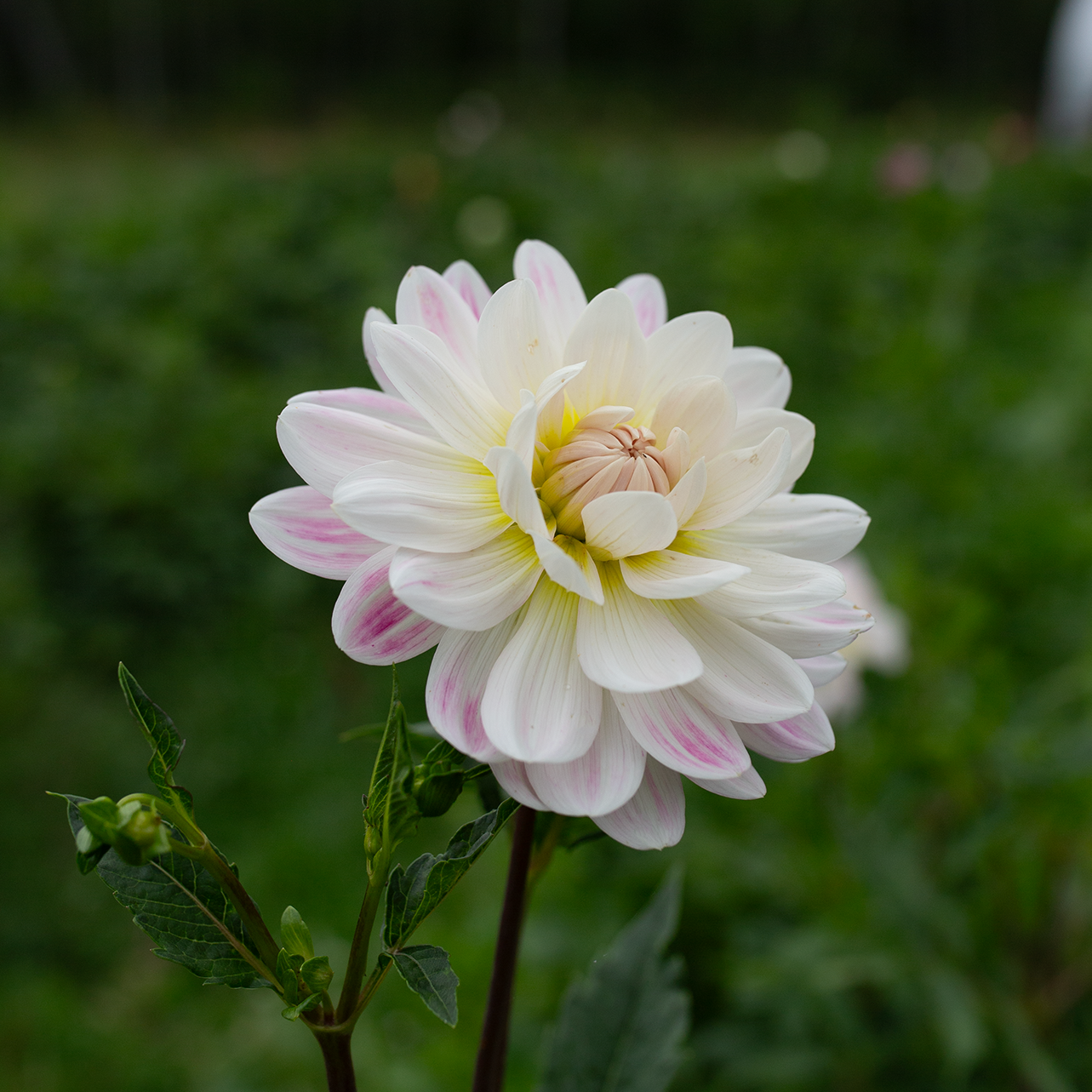 Dahlia 'Kelgai Ann'
