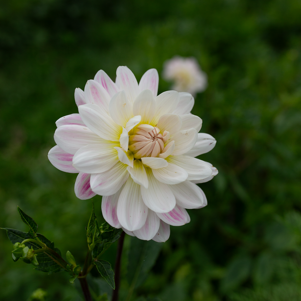 Dahlia 'Kelgai Ann'