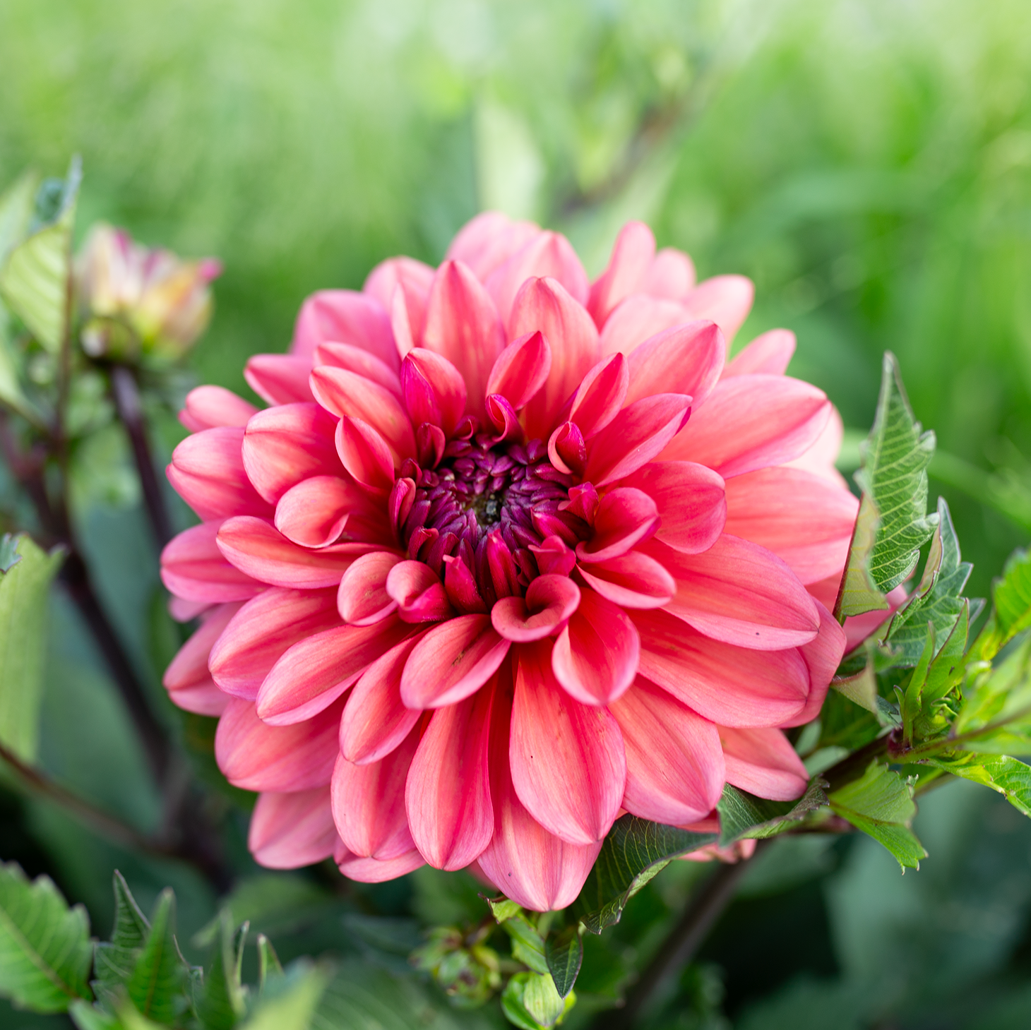 Dahlia 'Klara Zak'