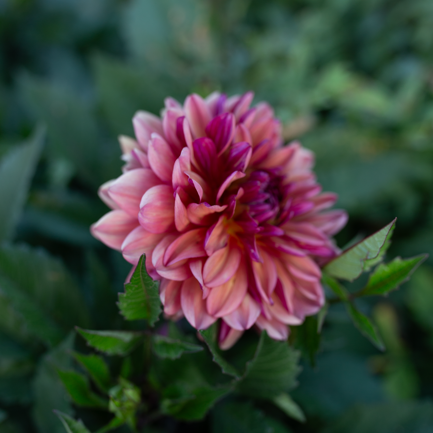 Dahlia 'Klara Zak'