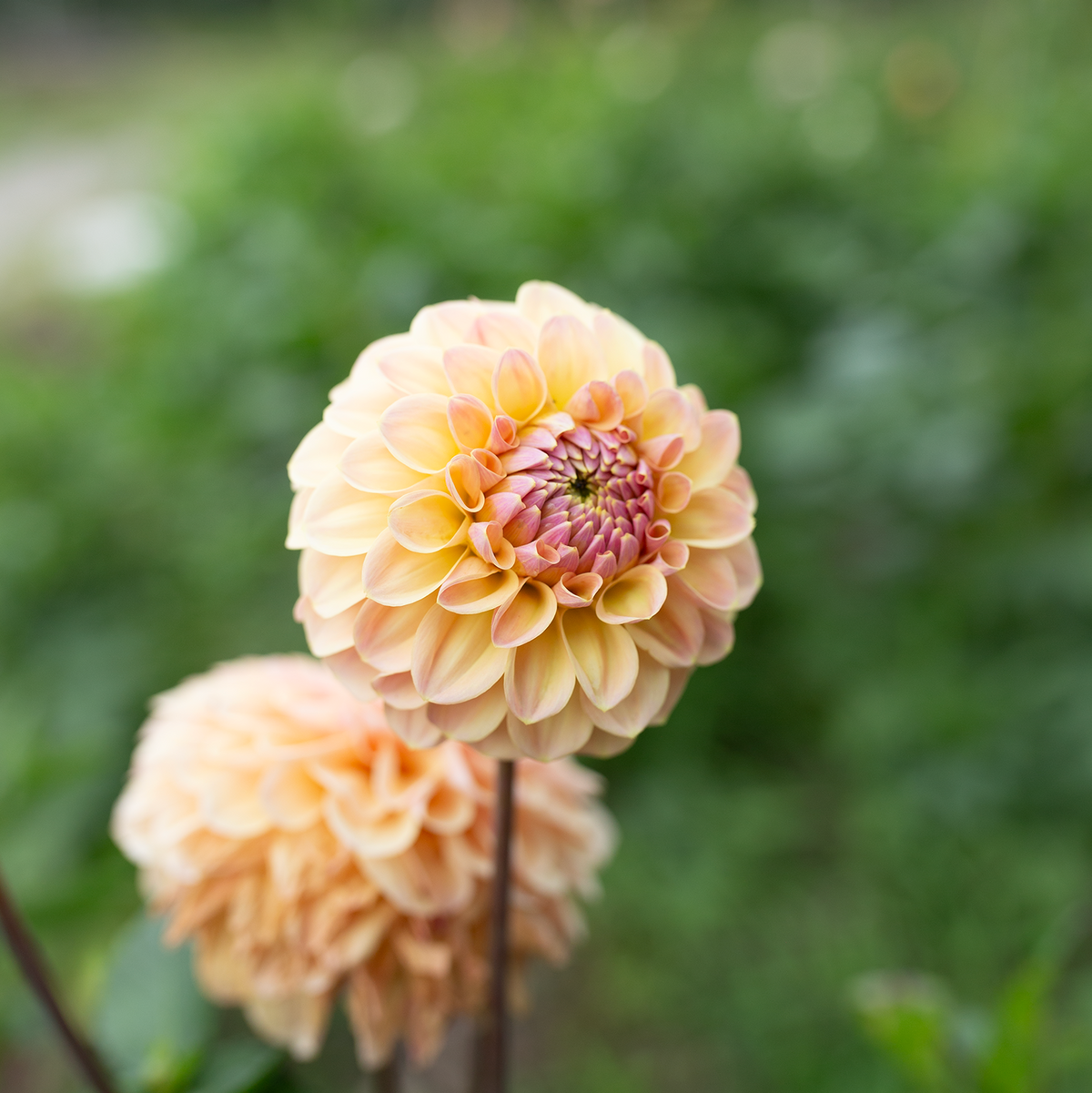 Dahlia 'Letterkenny Sunrise'