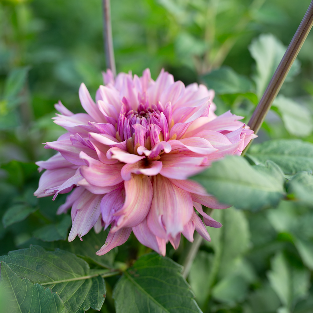Dahlia 'La Belle Époque'
