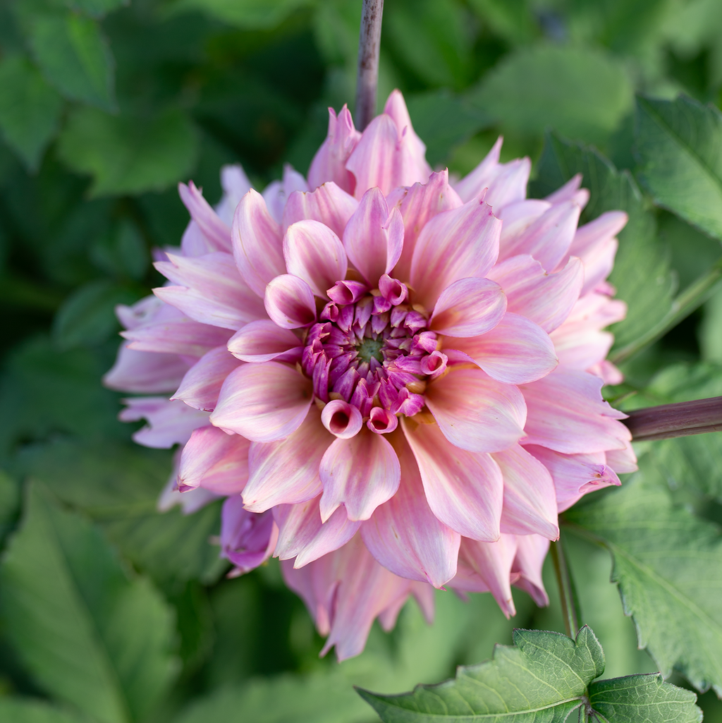 Dahlia 'La Belle Époque'