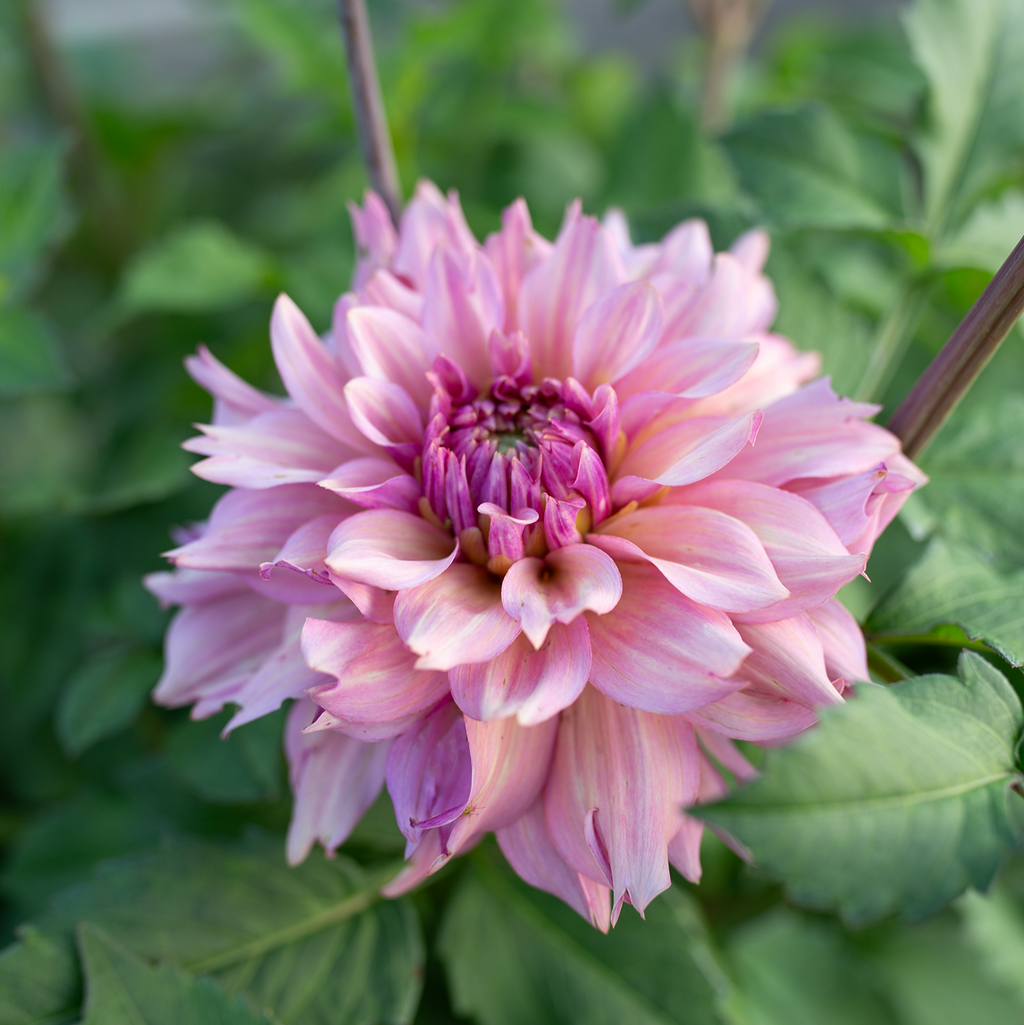 Dahlia 'La Belle Époque'