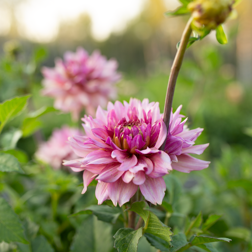 Dahlia 'La Belle Époque'