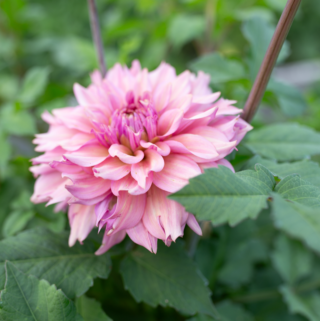 Dahlia 'La Belle Époque'