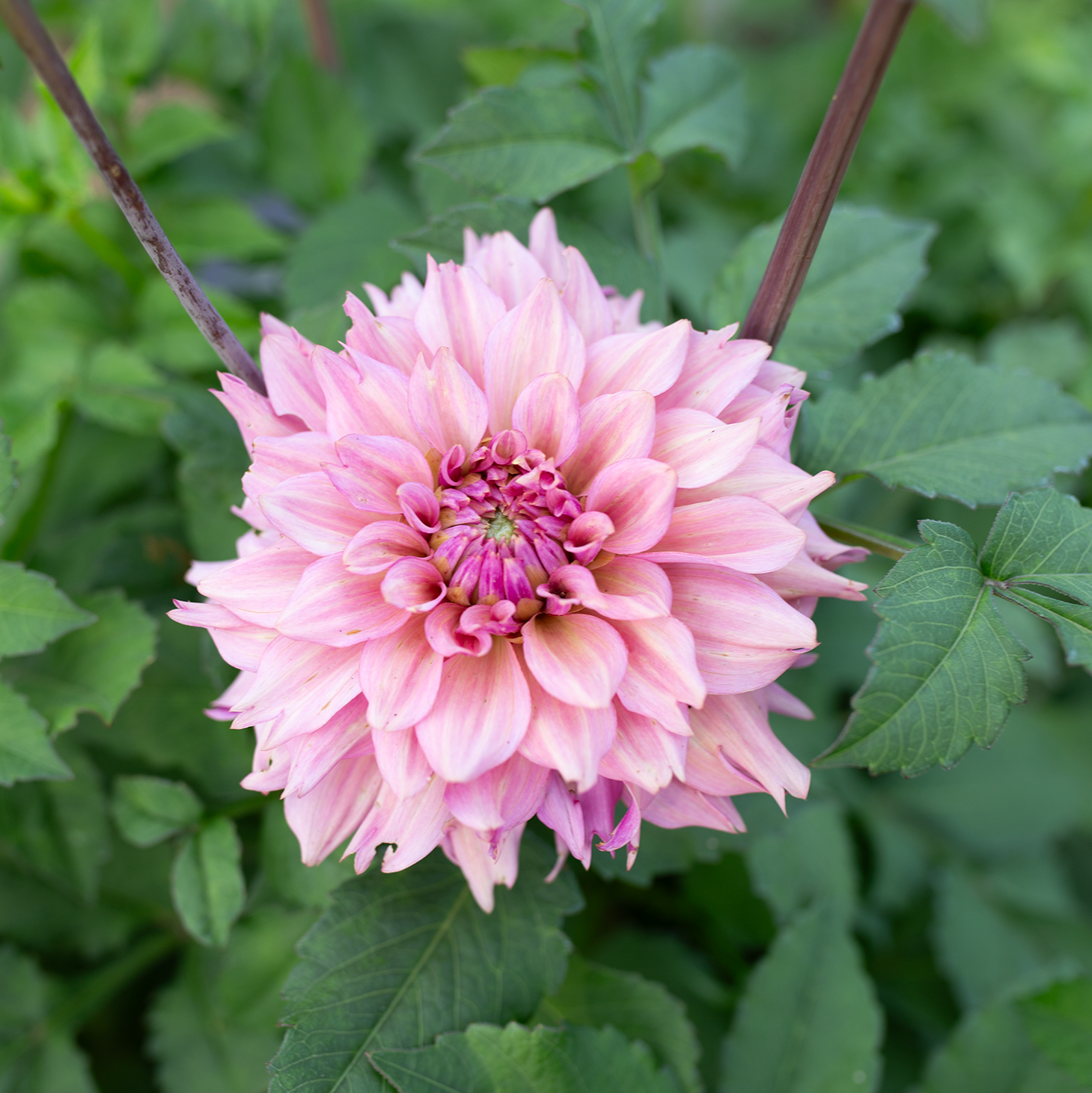 Dahlia 'La Belle Époque'