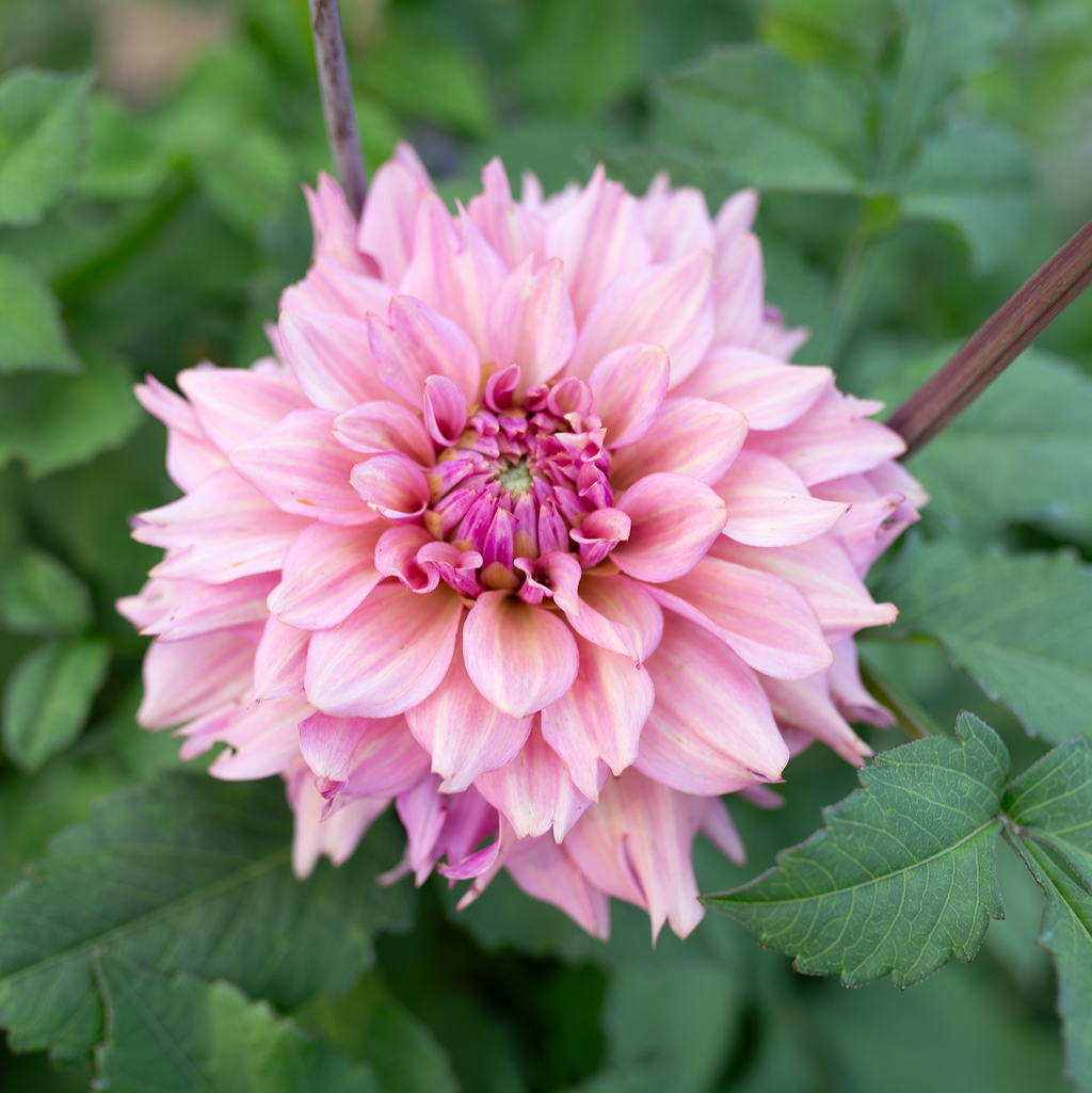 Dahlia 'La Belle Époque'