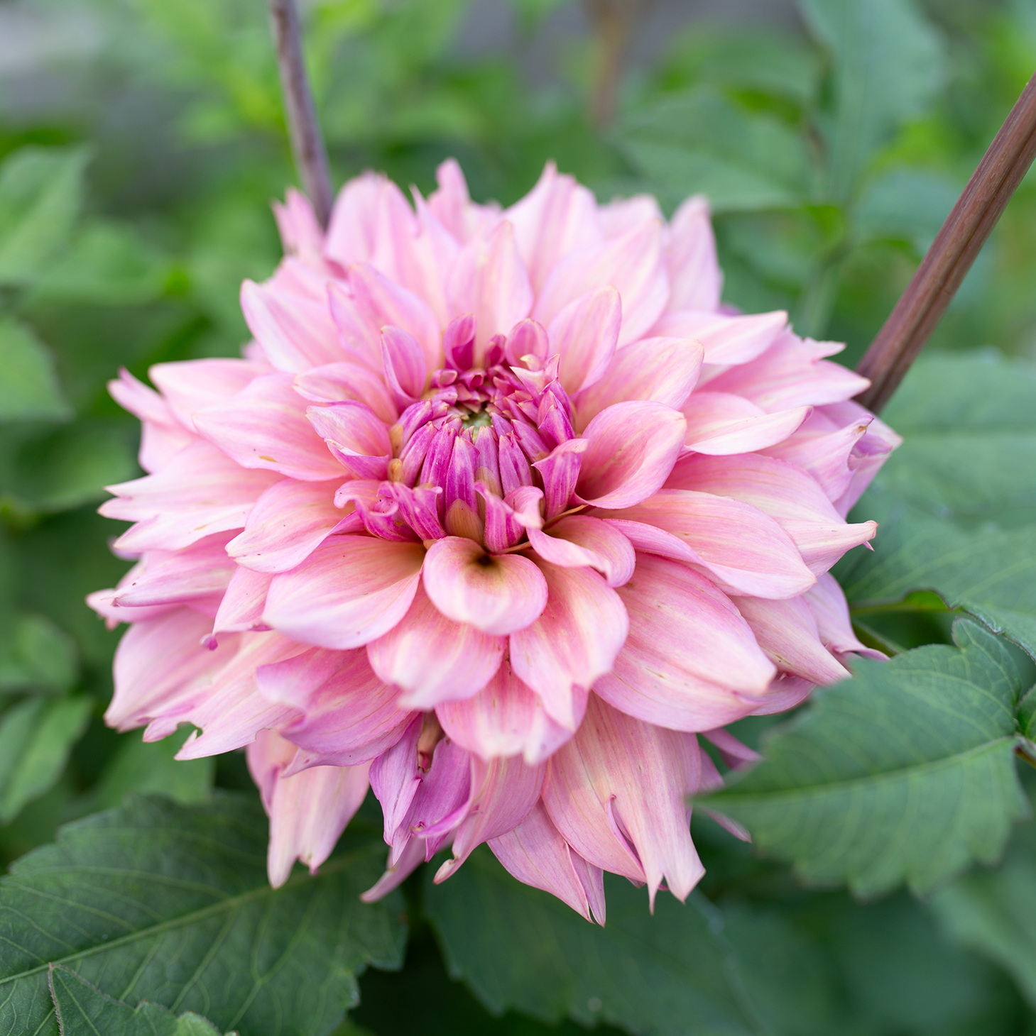 Dahlia 'La Belle Époque'
