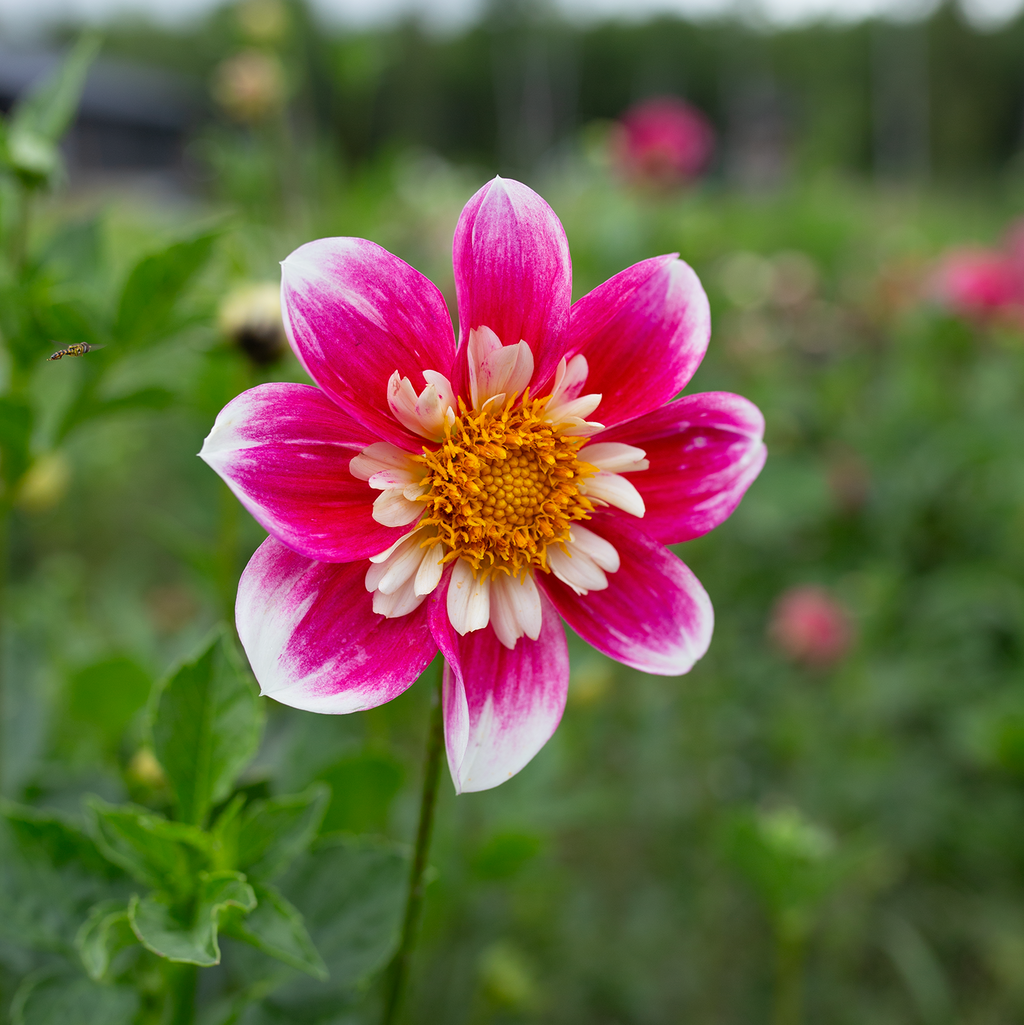 Dahlia 'Lams Ear Collarette'