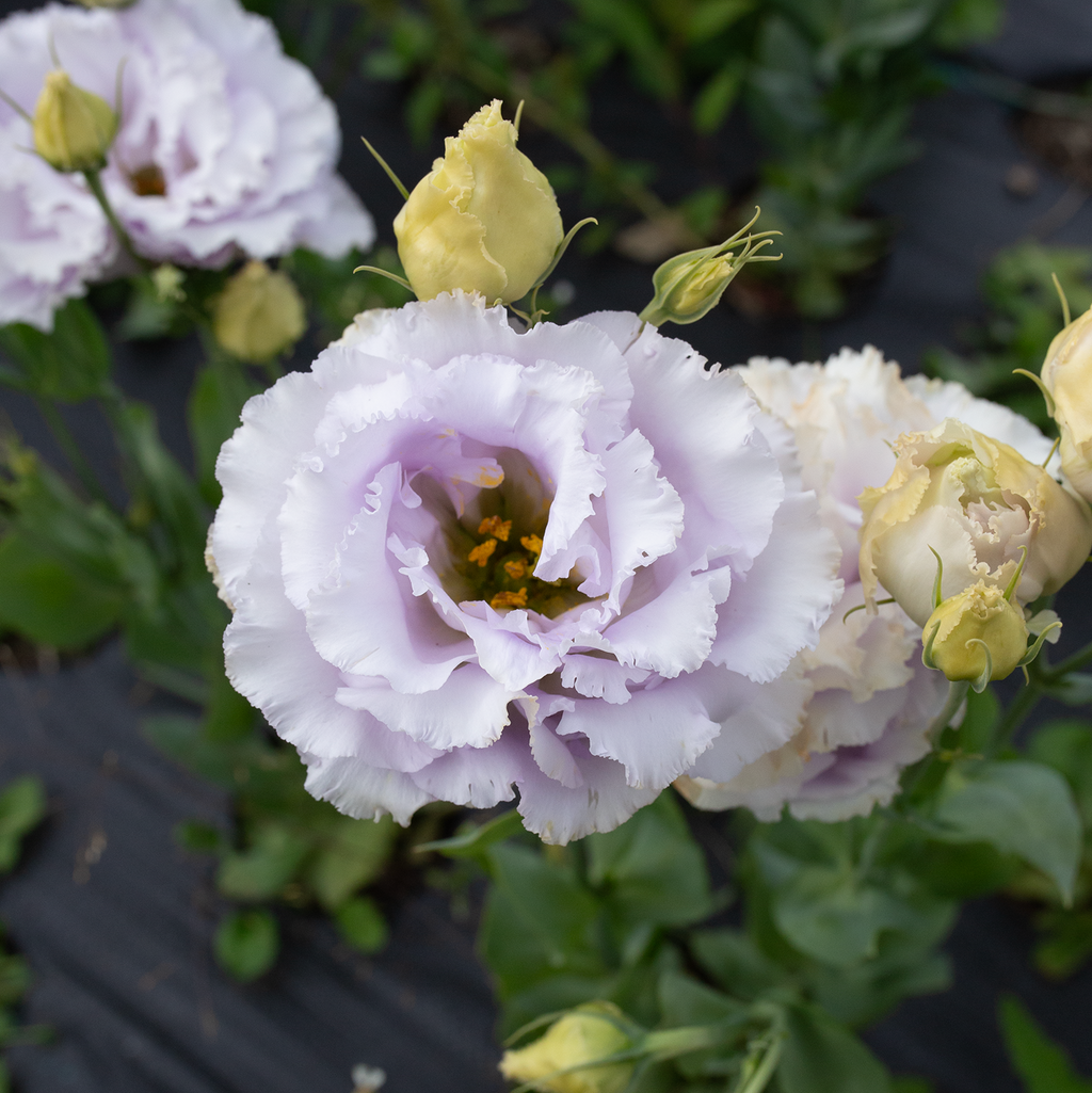 Lisianthus 'Lavender'