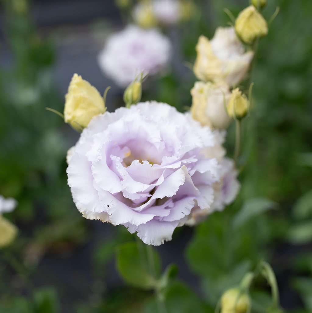 Lisianthus 'Lavender'