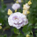 Lisianthus 'Lavender'