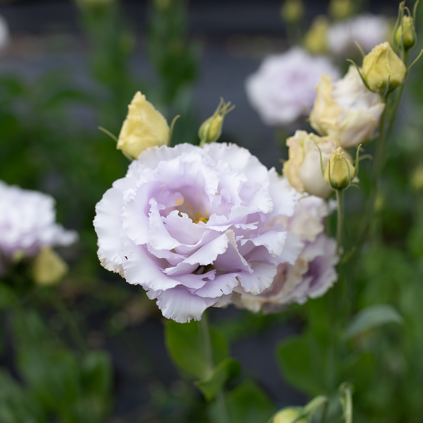 Lisianthus 'Lavender'