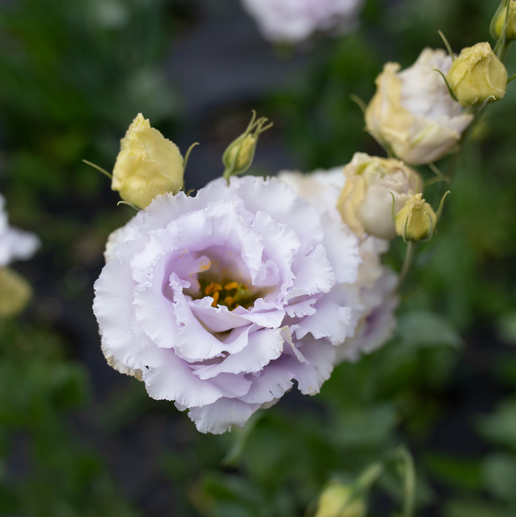 Lisianthus 'Lavender'