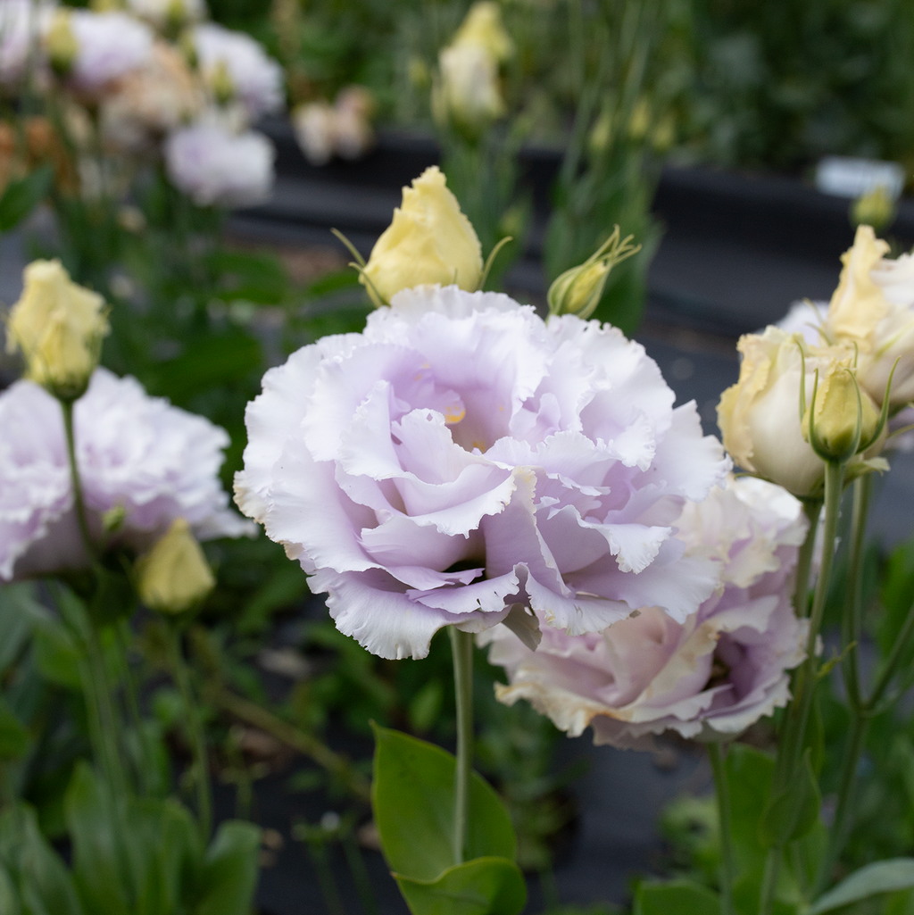 Lisianthus 'Lavender'