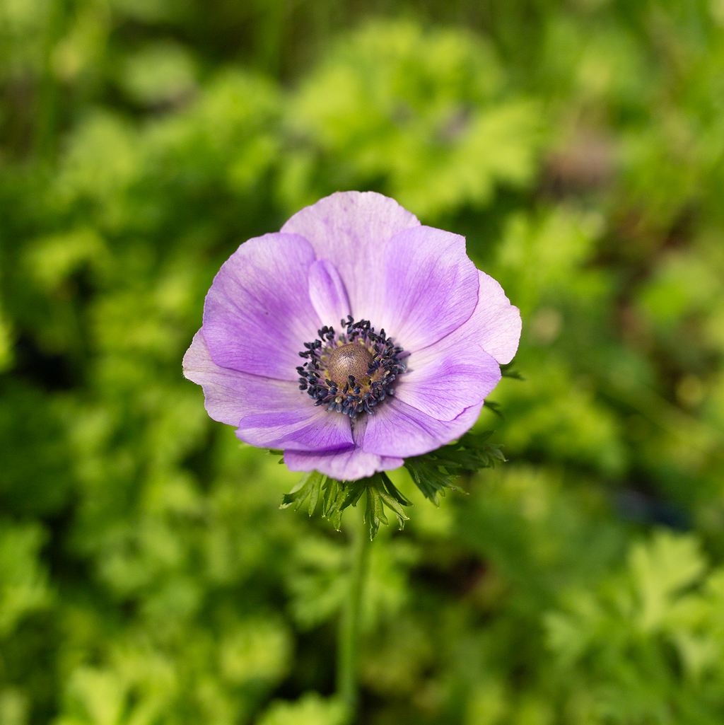 Anemone 'Lavender'