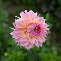 Dahlia 'Lee's Pink Grapefruit'