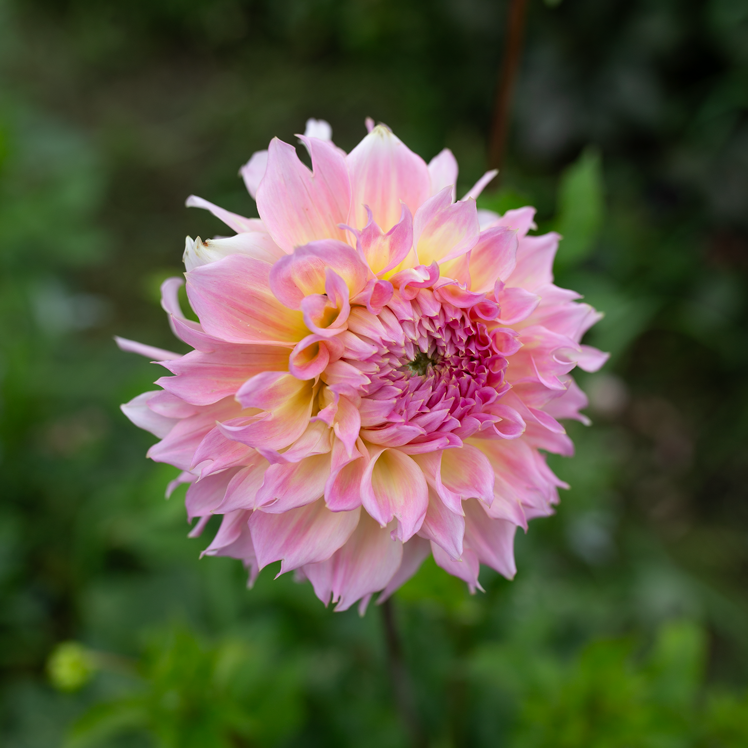 Dahlia 'Lee's Pink Grapefruit'