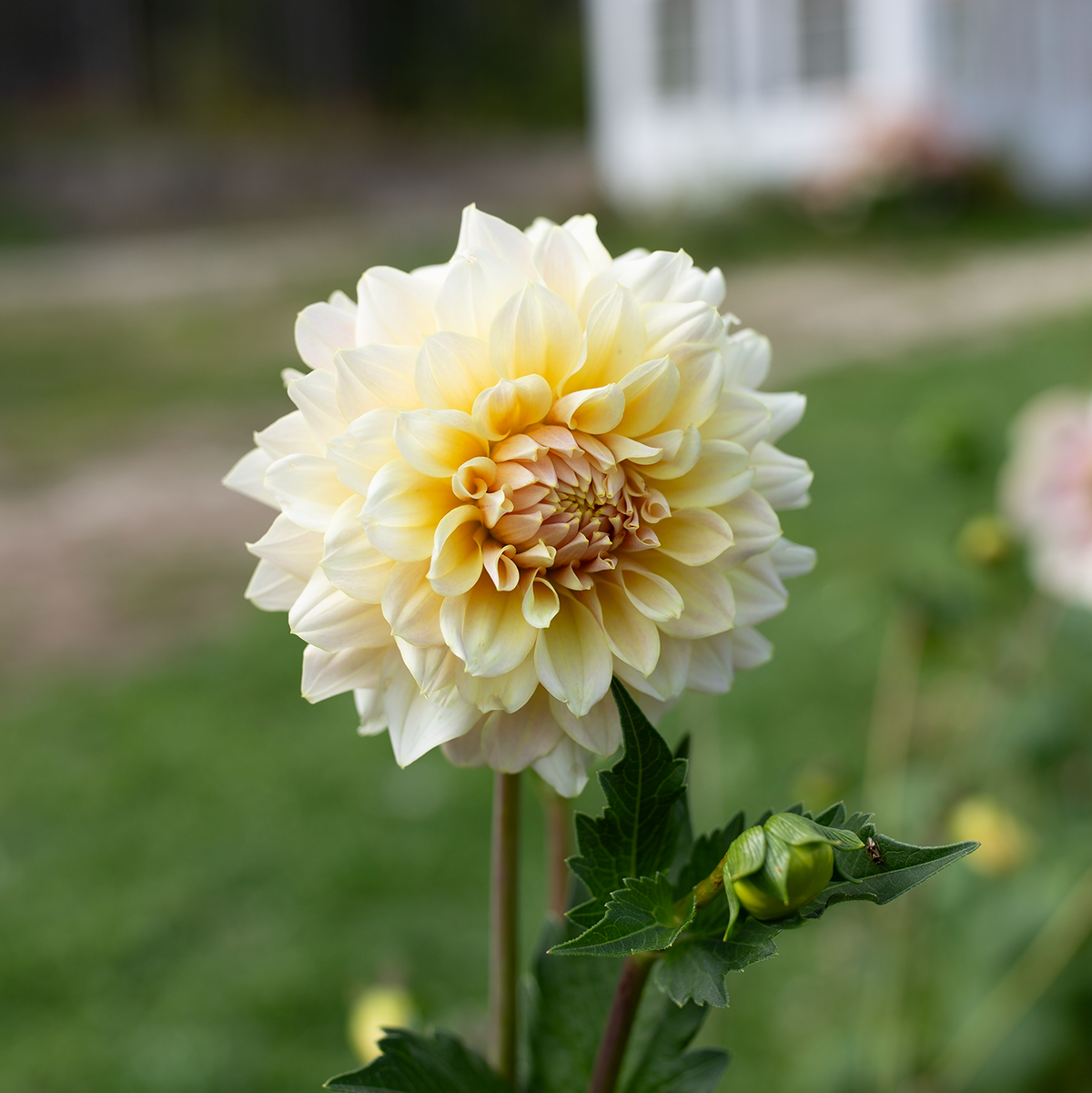 Dahlia 'Lee's Cookie'
