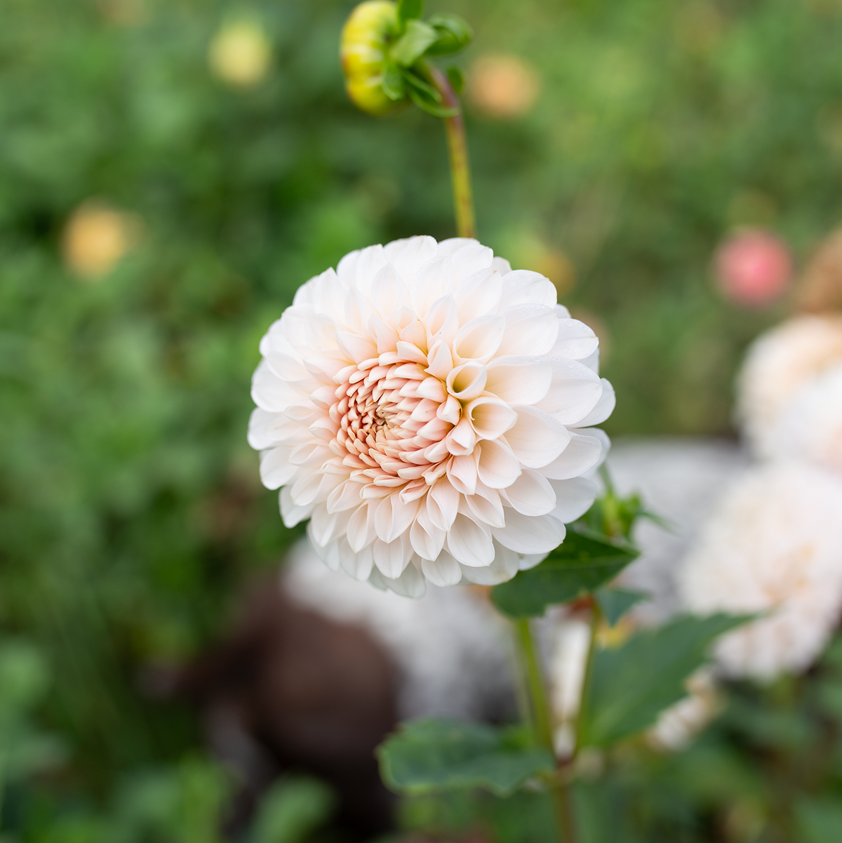 Dahlia 'Lee's Kewpie'