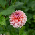 Dahlia 'Lee's Mauva Guava'