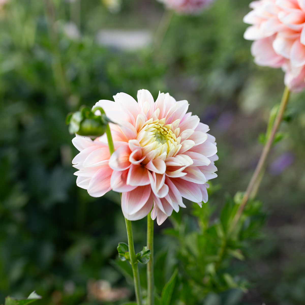 Dahlia 'Lee's Sugaree'