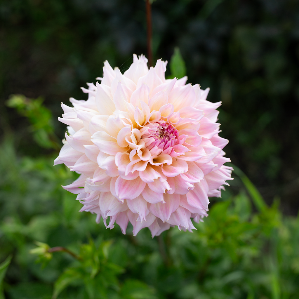 Dahlia 'Lee's Pink Grapefruit'