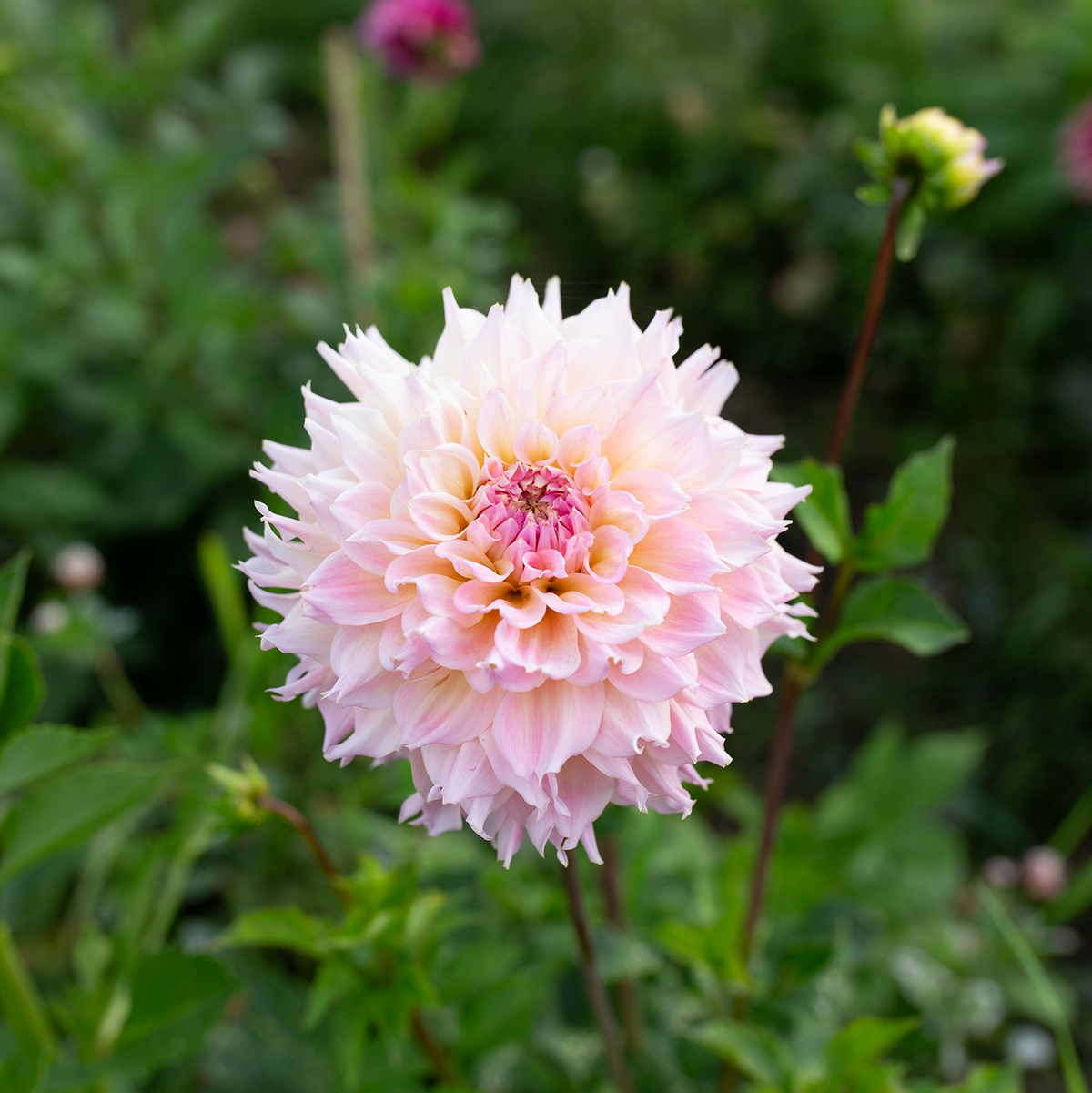 Dahlia 'Lee's Pink Grapefruit'