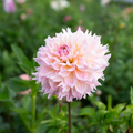 Dahlia 'Lee's Pink Grapefruit'