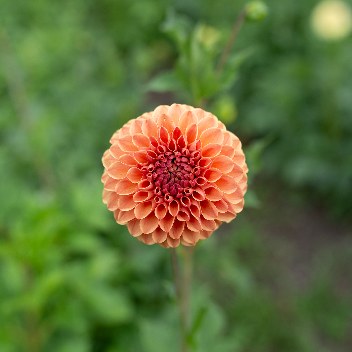 Dahlia 'Levi's Fiery Plum'