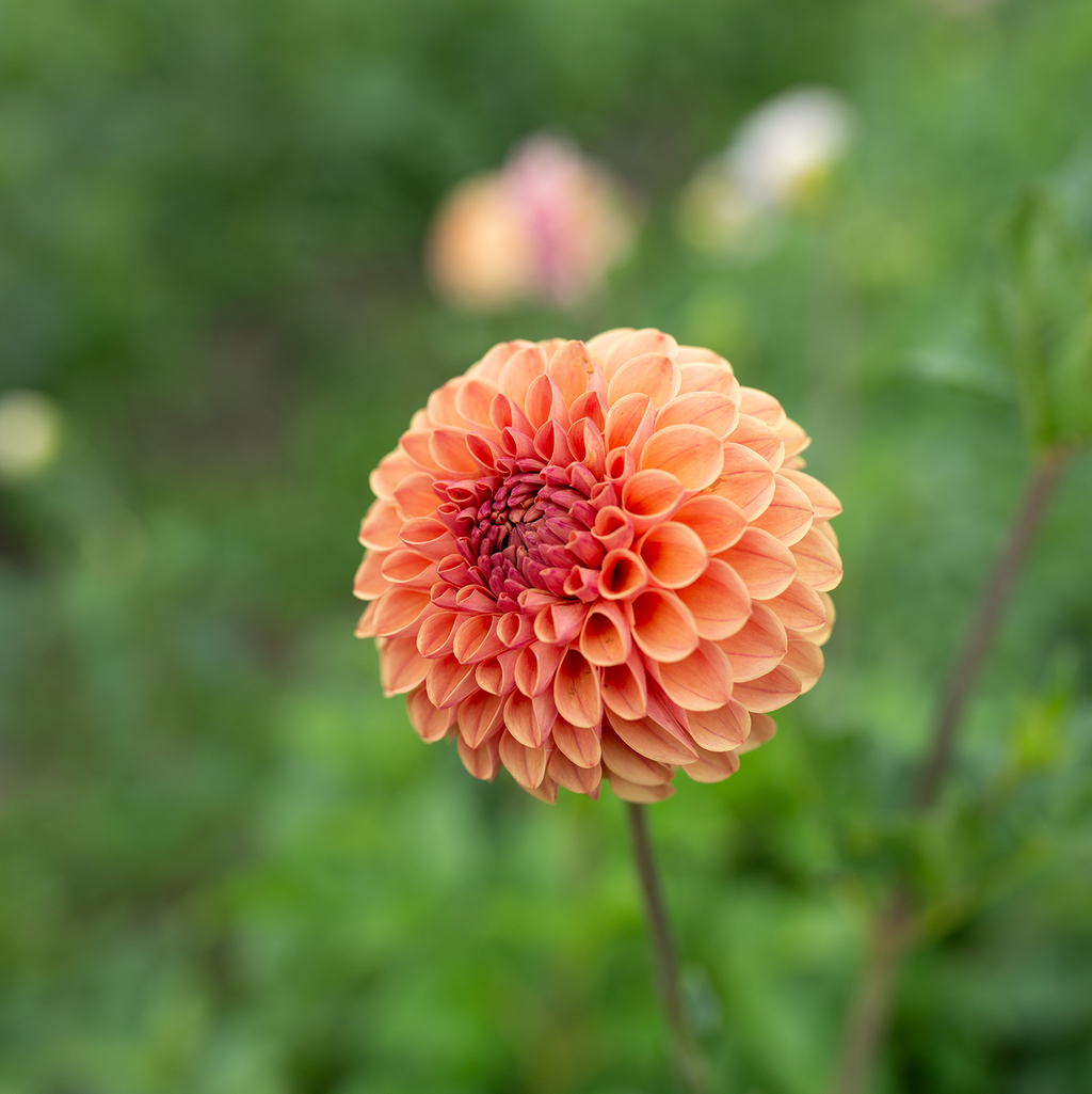 Dahlia 'Levi's Fiery Plum'