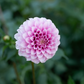 Dahlia 'Levi's Confessor'