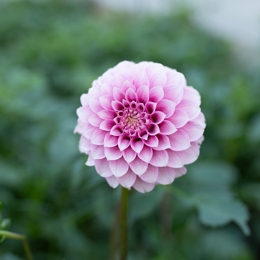 Dahlia 'Levi's Confessor'