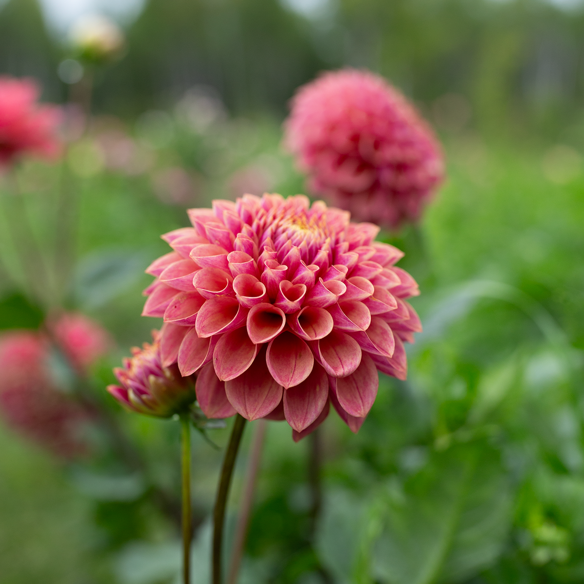 Dahlia 'Levi's Sunfire'