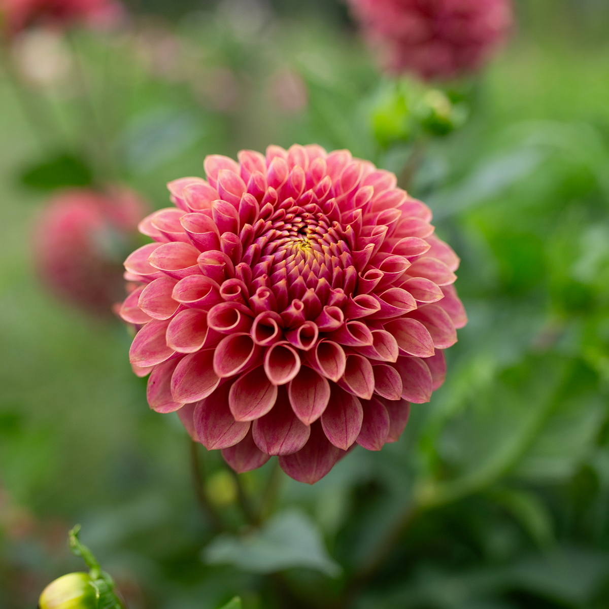 Dahlia 'Levi's Sunfire'