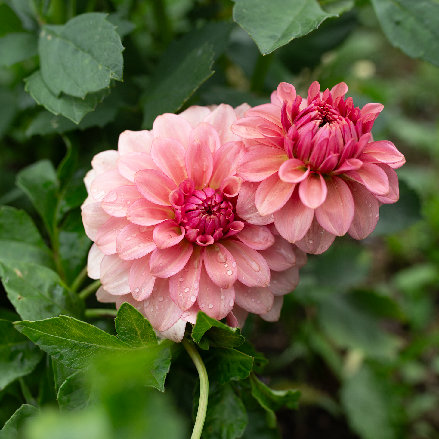 Dahlia 'Levi's Dreamwalk'