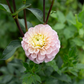Dahlia 'Levi's Revenant'