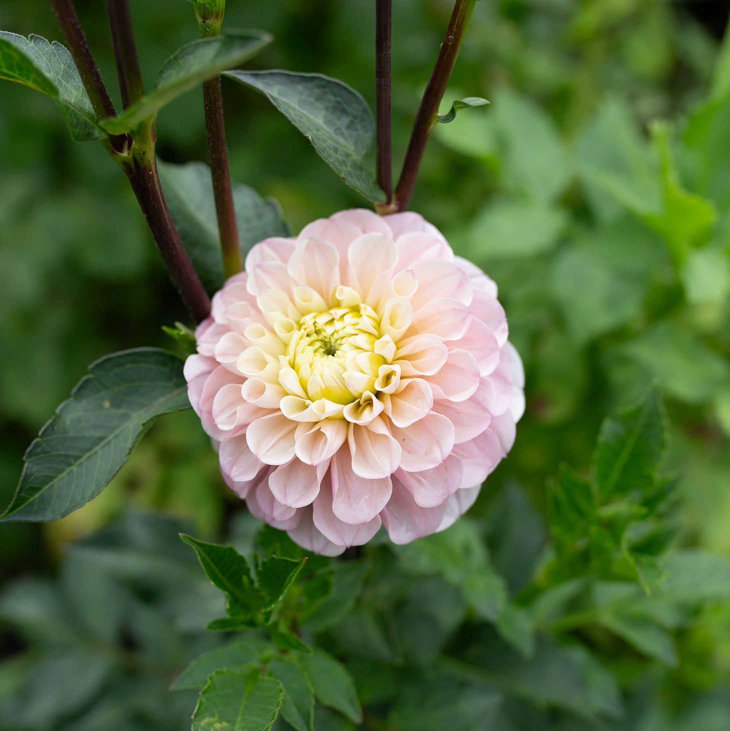 Dahlia 'Levi's Revenant'