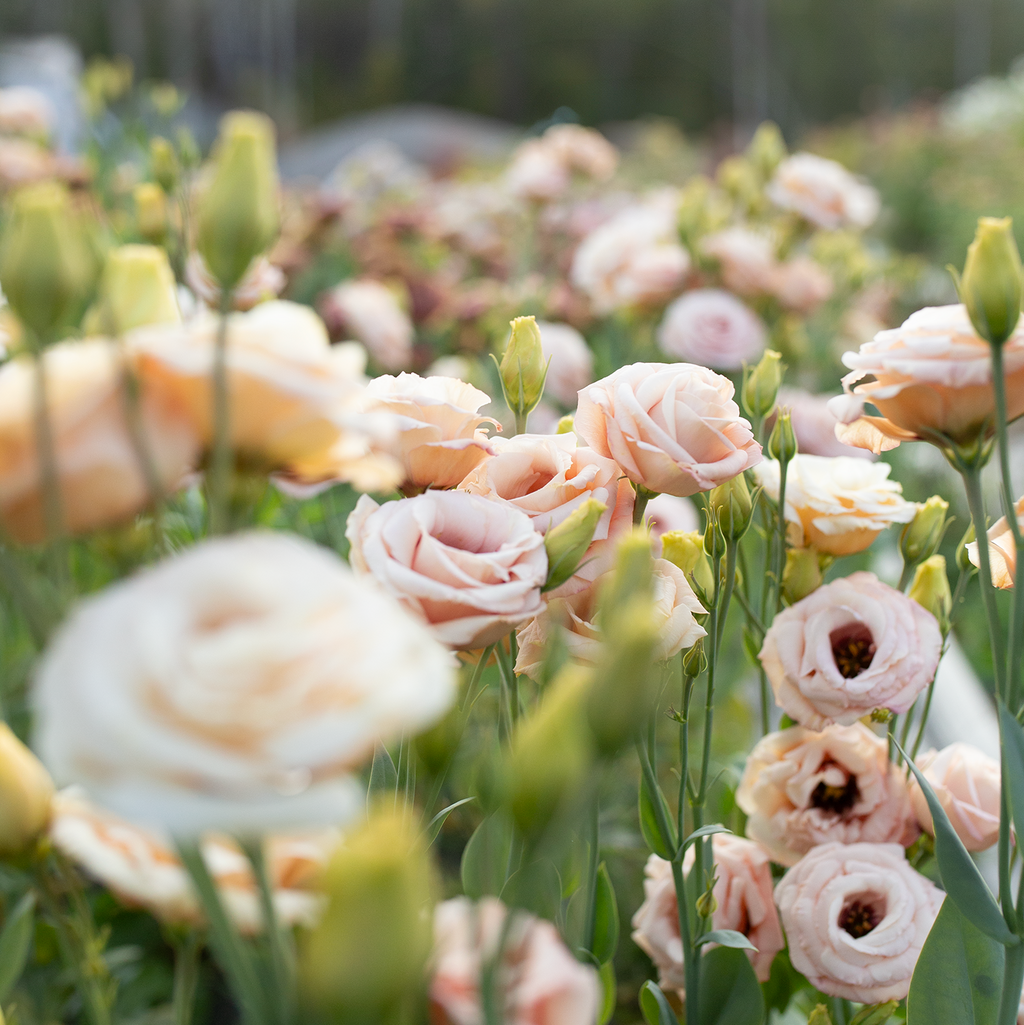 Lisianthus 'Lisadora Apricot'
