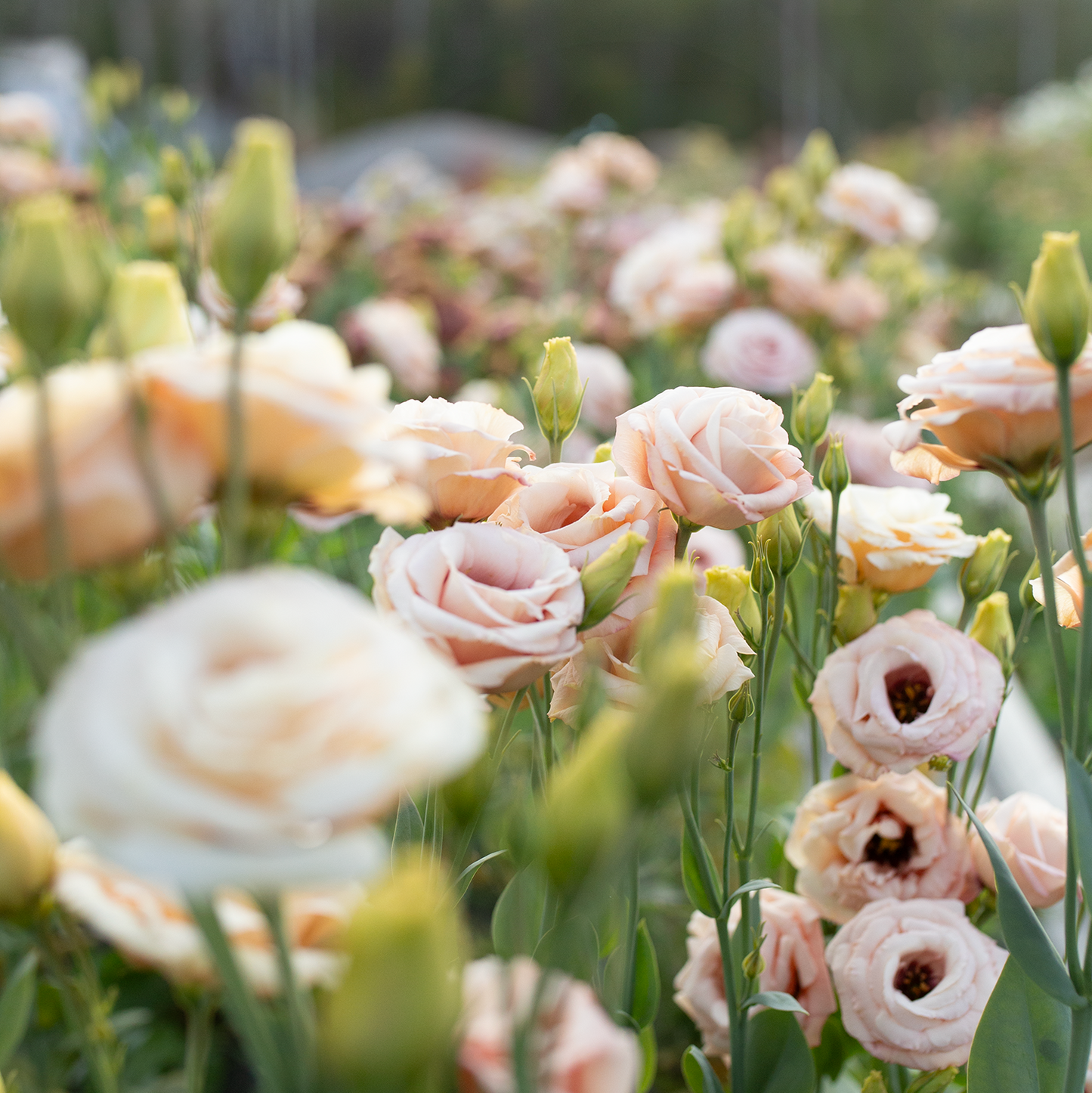 Lisianthus 'Lisadora Apricot'