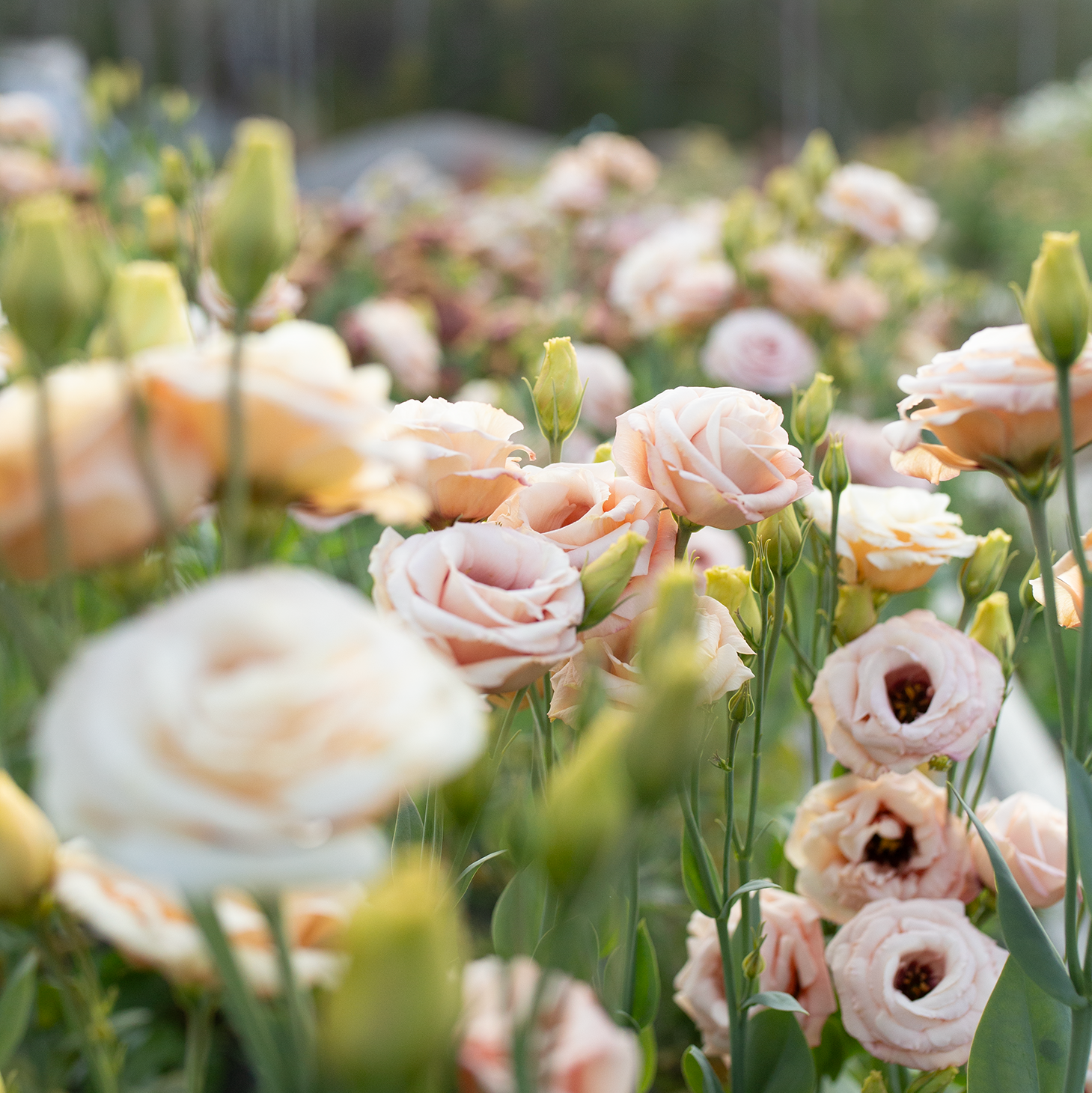 Lisianthus 'Lisadora Apricot'