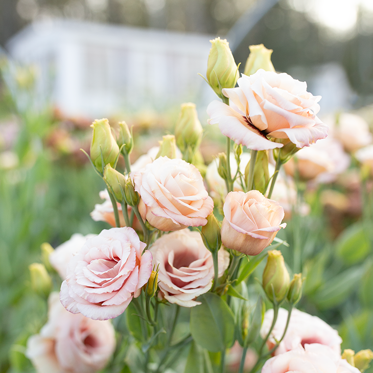 Lisianthus 'Lisadora Apricot'