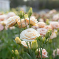 Lisianthus 'Lisadora Apricot'
