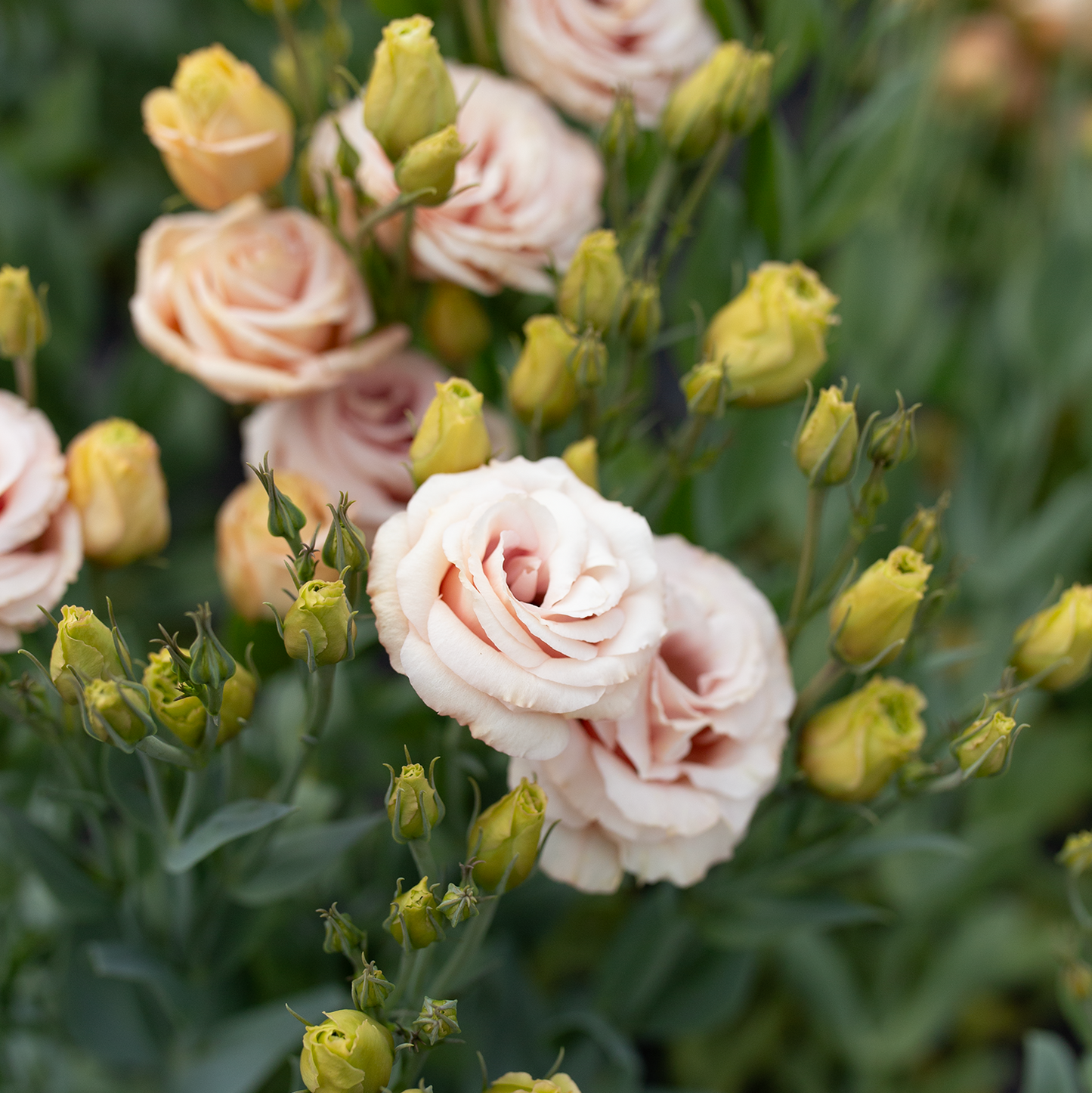 Lisianthus 'Lisadora Apricot'