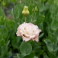 Lisianthus 'Madonna'